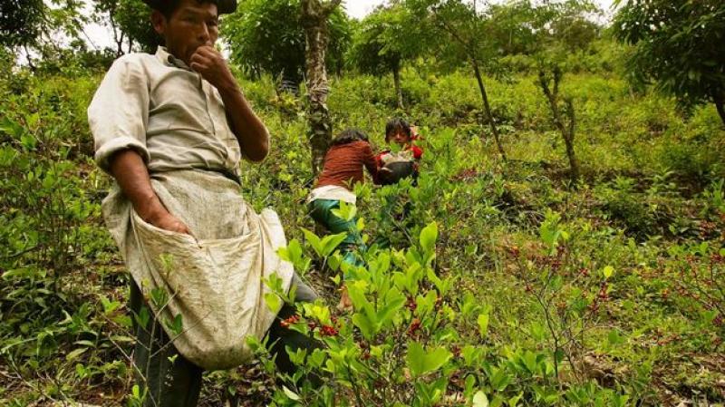 Proponen nuevo marco de regulación del cultivo de la hoja de coca a favor del agricultor