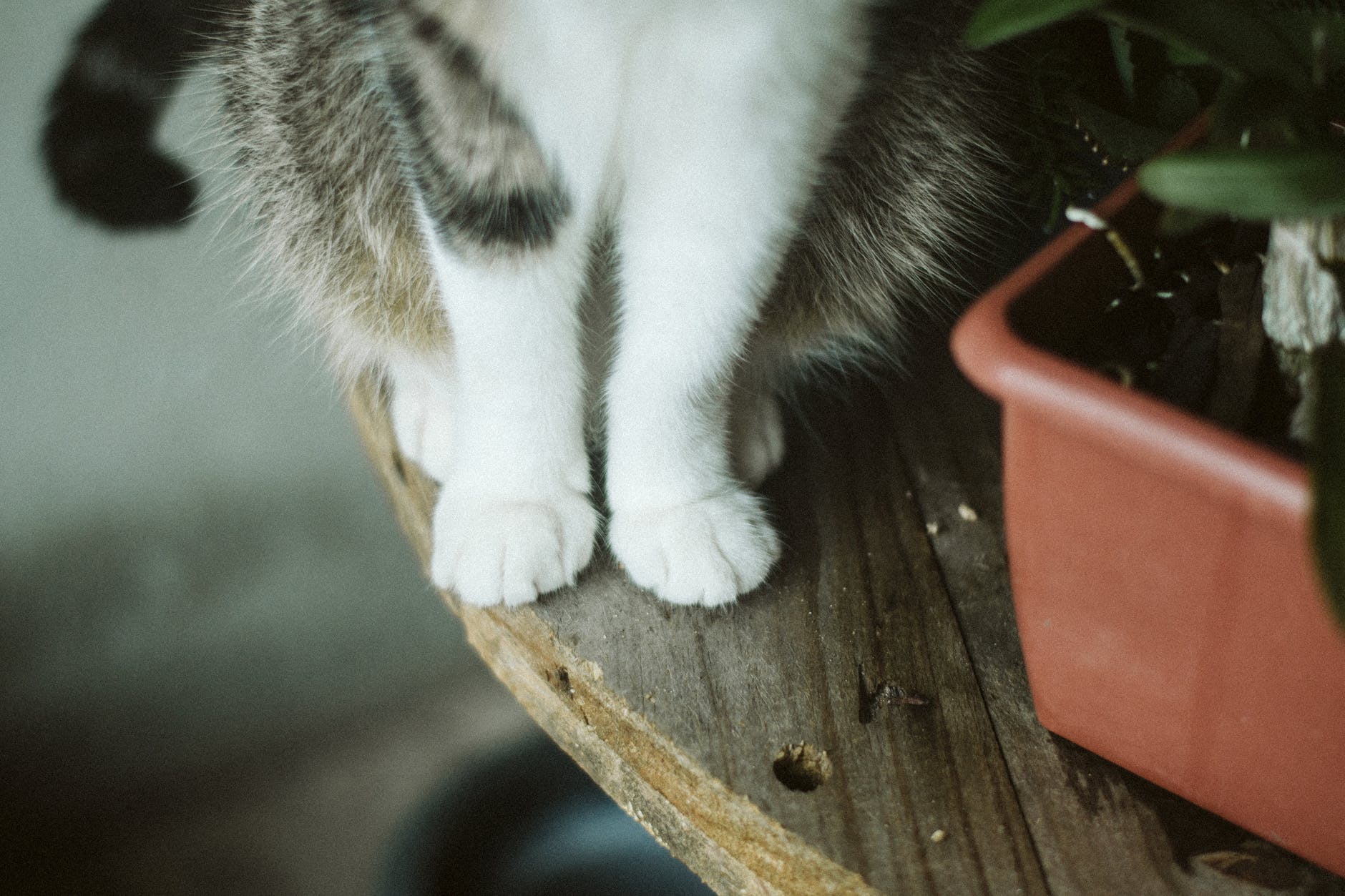 Condenan a un hombre a prisión por matar a dos gatos en la calle